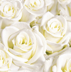 DUNI Dunisoft-Servietten 40 x 40 cm, White Dreams