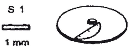 NEUMÄRKER Schneidscheibe S 1 für Multi-Gemüse-Schneider