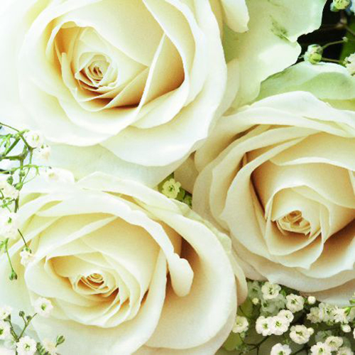 20 Servietten, 3-lagig 1/4-Falz 33 cm x 33 cm "Royal Flower" von PAPSTAR