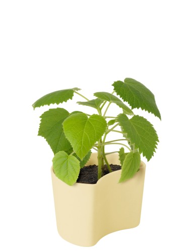 YOUR TREE Blumentöpfe mit Samen (Birke) yellow, Maße: 83 x 95 x 70 mm